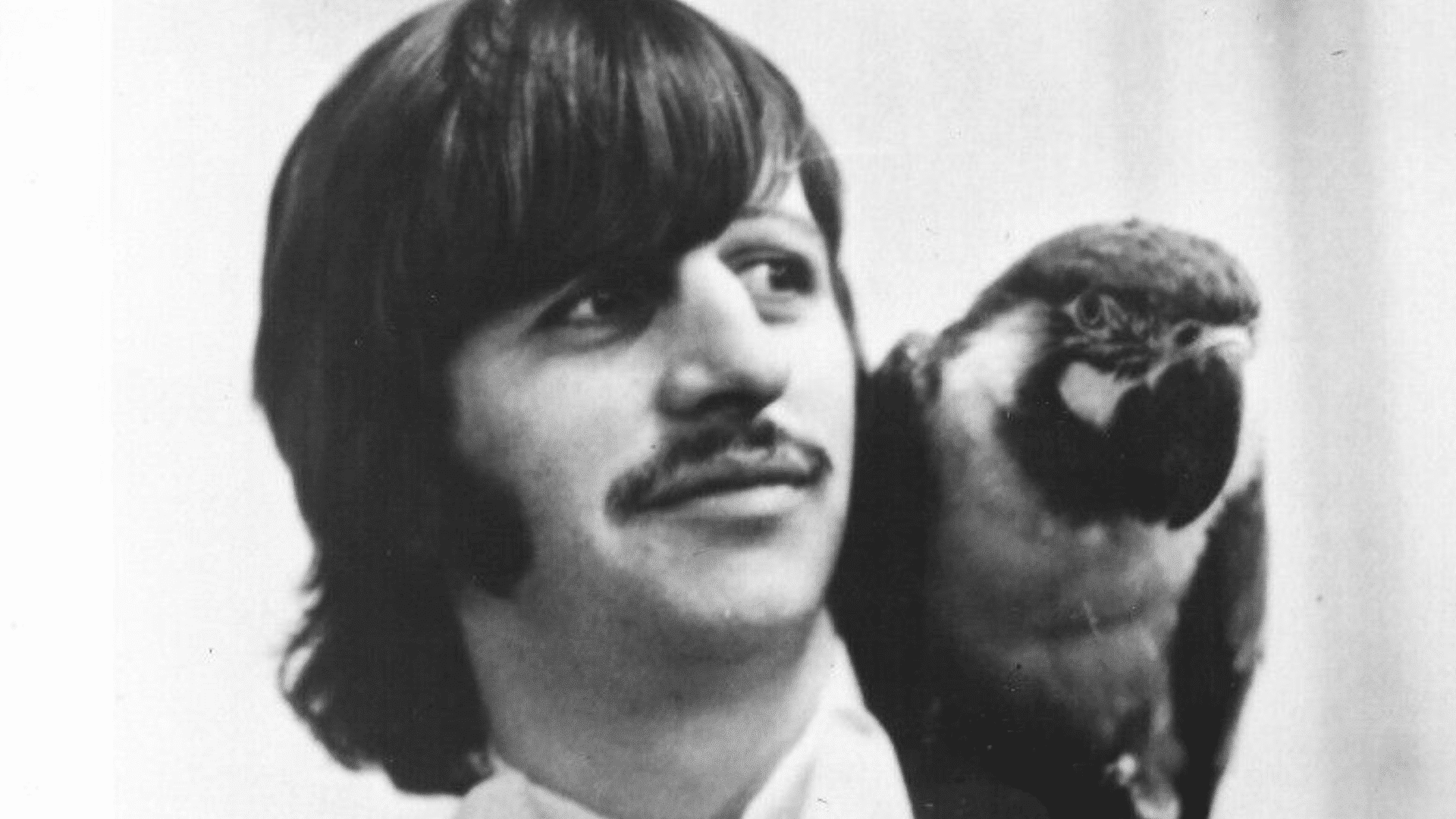 Ringo Starr a écrit sa 1ère chanson des Beatles dans un "élan de léthargie"